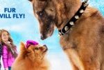 Step Dogs Great Family Fun For The Holidays